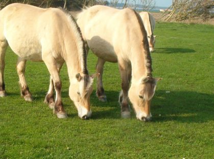 Fjordhestebe har været en del af Feggesund Færgekro, de sidste snart 100 år.